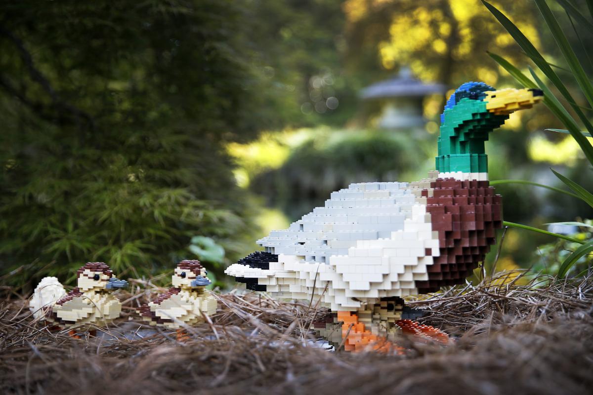 Art with LEGO bricks - Father duck and ducklings