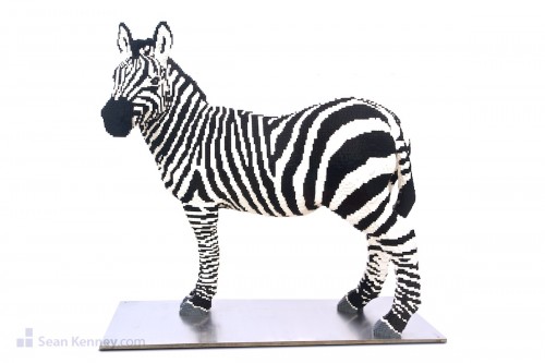 Zebra 7