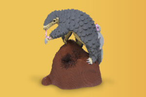 Chinese Pangolin