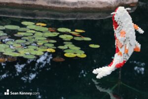 Jumping Koi