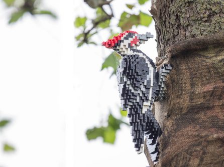 Pileated woodpecker