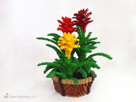 Guzmania Bromeliad