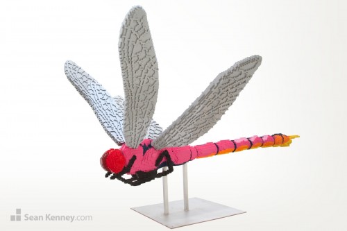 Pink dragonfly