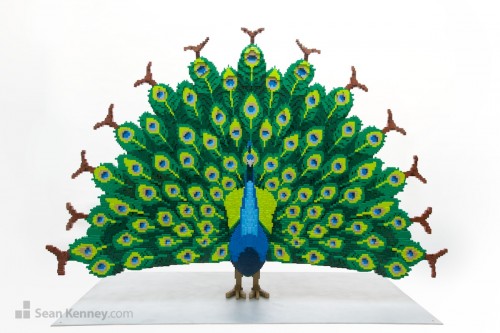 Peacock