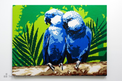 Parrots (blue)