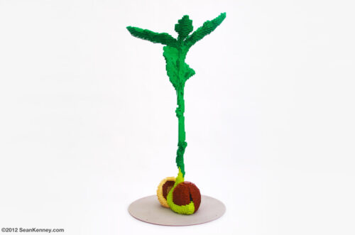 Germinating acorn (2012)